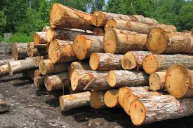 چوب بری توسکا