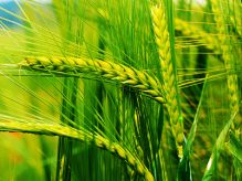 مشروط کردن گندم مشروط کردن گندم