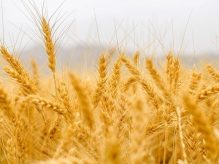 شرایط مناسب برای رشد گندم شرایط مناسب برای رشد گندم