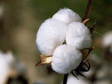 کاربردها و تجارت جهانی پنبه