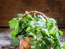 گشنیز چیه گشنیز چیه