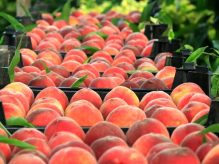 هلو چه ضررهایی داره هلو چه ضررهایی داره