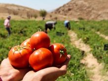 گوجه فرنگی بخورین زیرا ...